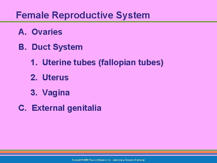 Female Reproductive System A. Ovaries B. Duct System 1. Uterine tubes (fallopian tubes) 2.