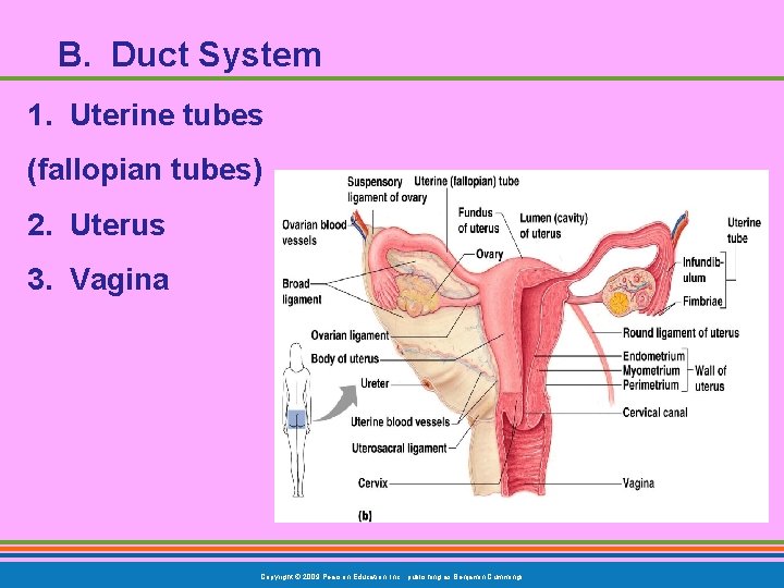 B. Duct System 1. Uterine tubes (fallopian tubes) 2. Uterus 3. Vagina Copyright ©