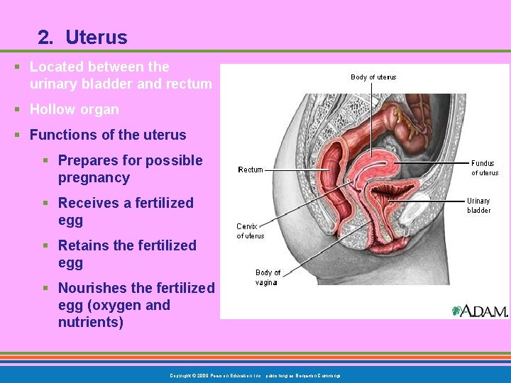 2. Uterus § Located between the urinary bladder and rectum § Hollow organ §