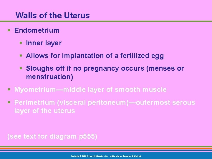 Walls of the Uterus § Endometrium § Inner layer § Allows for implantation of