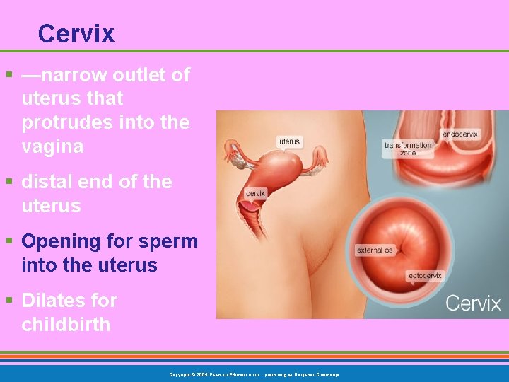 Cervix § —narrow outlet of uterus that protrudes into the vagina § distal end