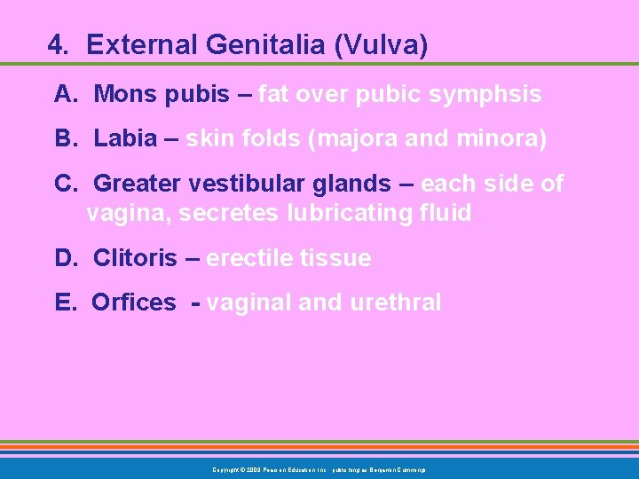 4. External Genitalia (Vulva) A. Mons pubis – fat over pubic symphsis B. Labia