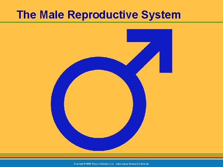 The Male Reproductive System Copyright © 2009 Pearson Education, Inc. , publishing as Benjamin