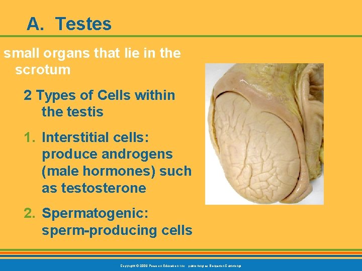 A. Testes small organs that lie in the scrotum 2 Types of Cells within