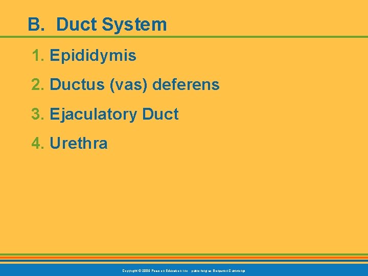 B. Duct System 1. Epididymis 2. Ductus (vas) deferens 3. Ejaculatory Duct 4. Urethra