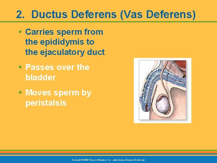 2. Ductus Deferens (Vas Deferens) § Carries sperm from the epididymis to the ejaculatory