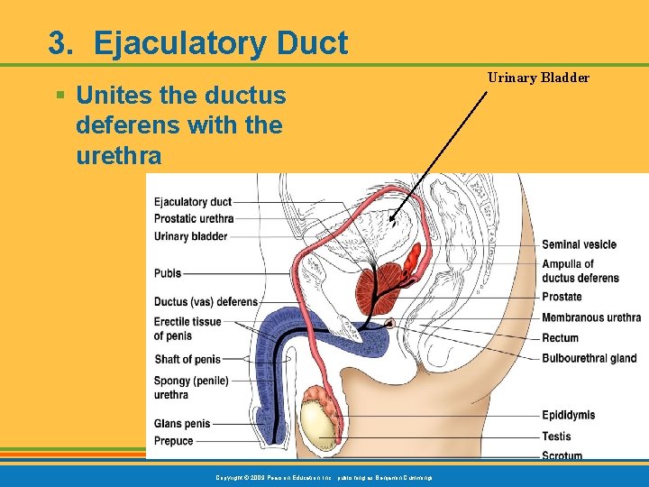 3. Ejaculatory Duct § Unites the ductus deferens with the urethra Copyright © 2009