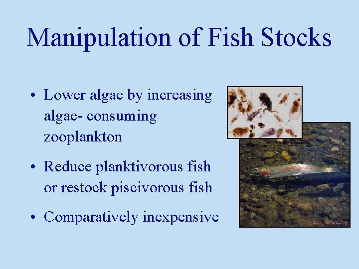 Manipulation of Fish Stocks • Lower algae by increasing algae- consuming zooplankton • Reduce