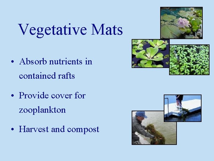 Vegetative Mats • Absorb nutrients in contained rafts • Provide cover for zooplankton •