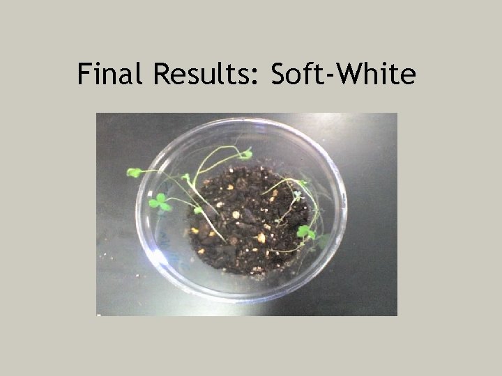 Final Results: Soft-White 