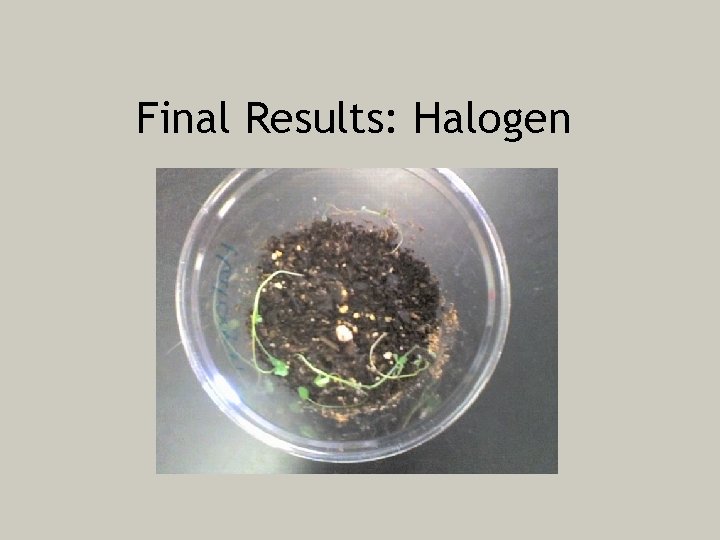 Final Results: Halogen 