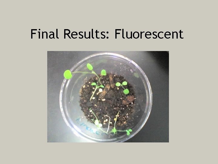 Final Results: Fluorescent 