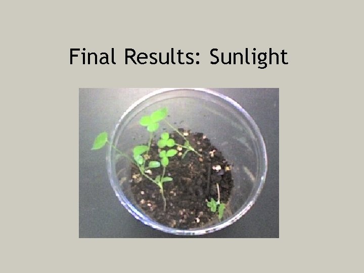 Final Results: Sunlight 