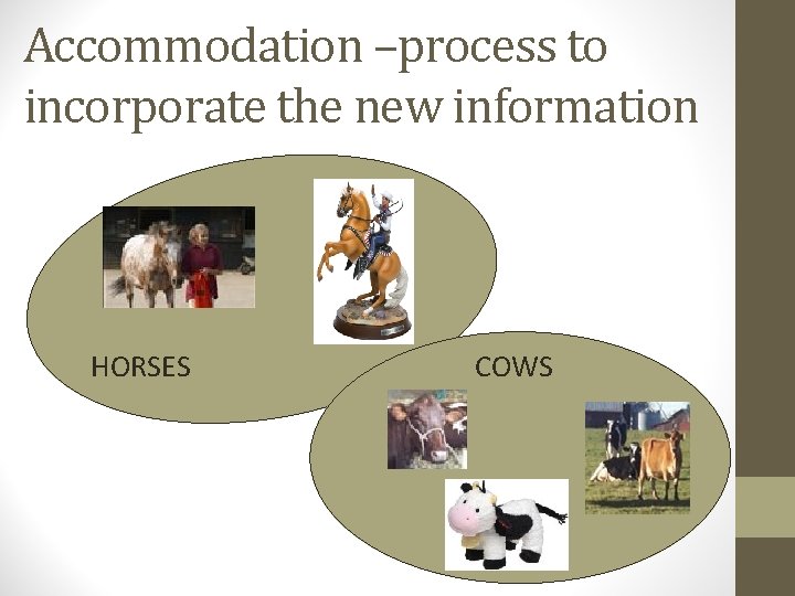 Accommodation –process to incorporate the new information HORSES COWS 