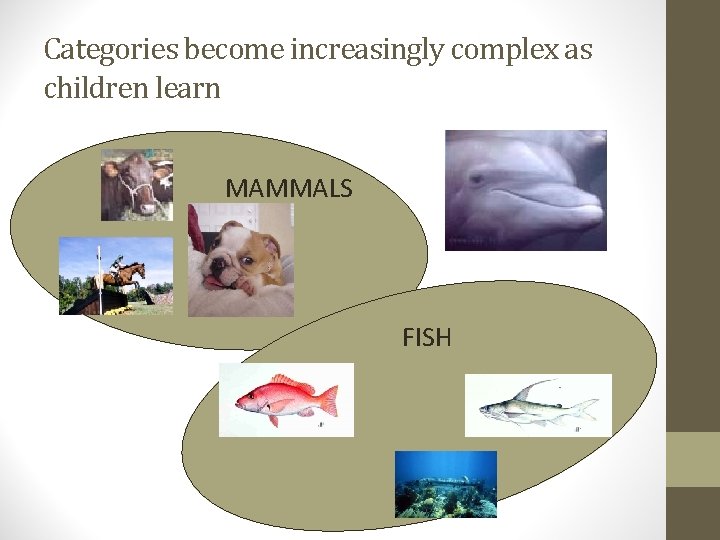 Categories become increasingly complex as children learn MAMMALS FISH 