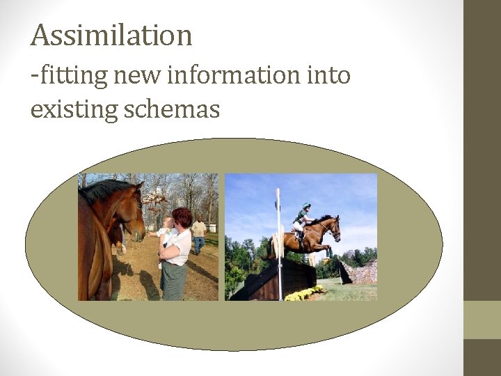 Assimilation -fitting new information into existing schemas 