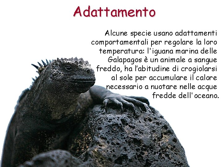 Adattamento Alcune specie usano adattamenti comportamentali per regolare la loro temperatura: l'iguana marina delle