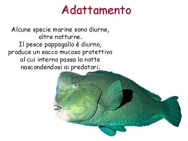 Adattamento Alcune specie marine sono diurne, altre notturne. Il pesce pappagallo è diurno, produce