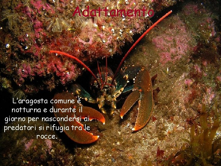 Adattamento L’aragosta comune è notturna e durante il giorno per nascondersi ai predatori si