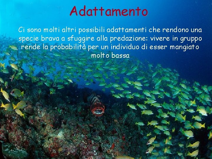 Adattamento Ci sono molti altri possibili adattamenti che rendono una specie brava a sfuggire