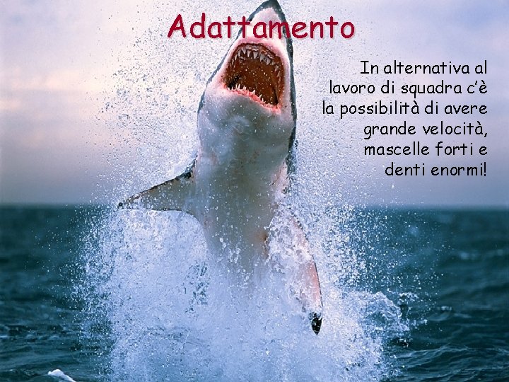 Adattamento In alternativa al lavoro di squadra c’è la possibilità di avere grande velocità,