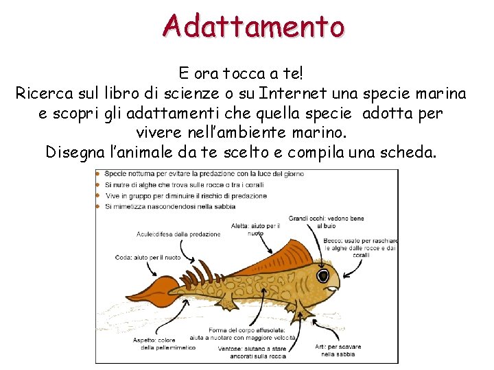 Adattamento E ora tocca a te! Ricerca sul libro di scienze o su Internet