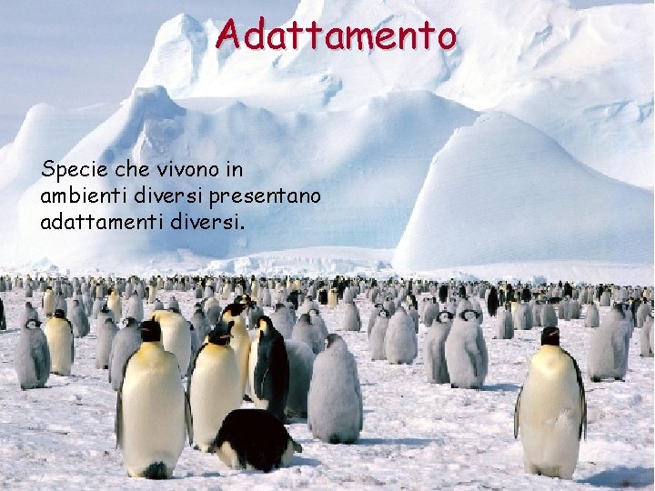 Adattamento Specie che vivono in ambienti diversi presentano adattamenti diversi. 