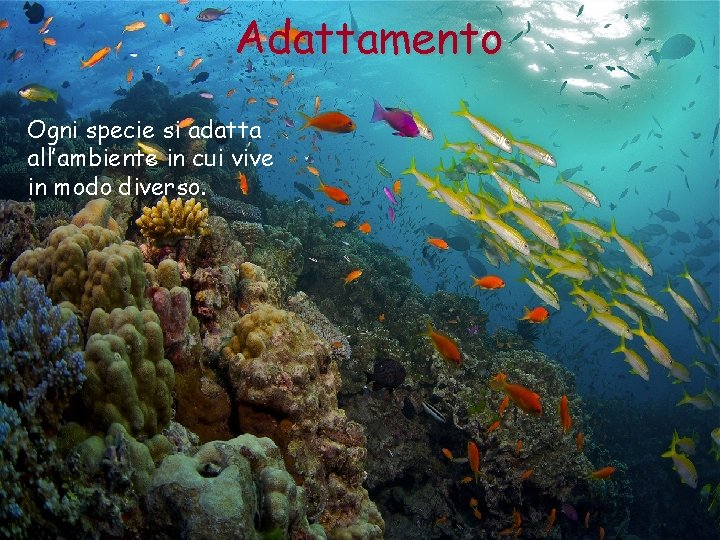 Adattamento Ogni specie si adatta all’ambiente in cui vive in modo diverso. 