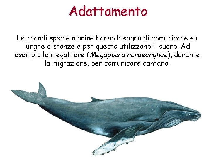 Adattamento Le grandi specie marine hanno bisogno di comunicare su lunghe distanze e per