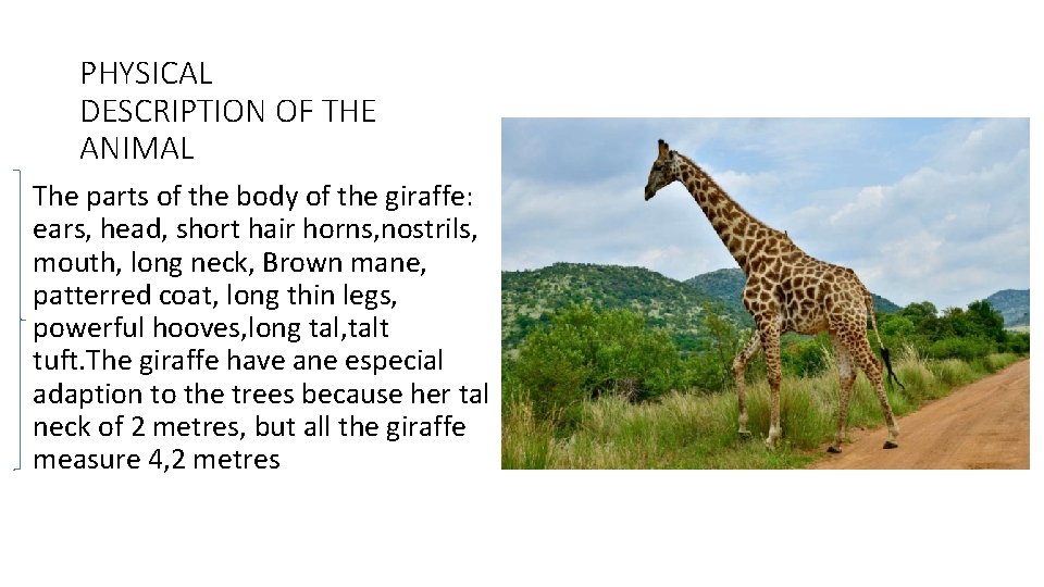 PHYSICAL DESCRIPTION OF THE ANIMAL The parts of the body of the giraffe: ears,