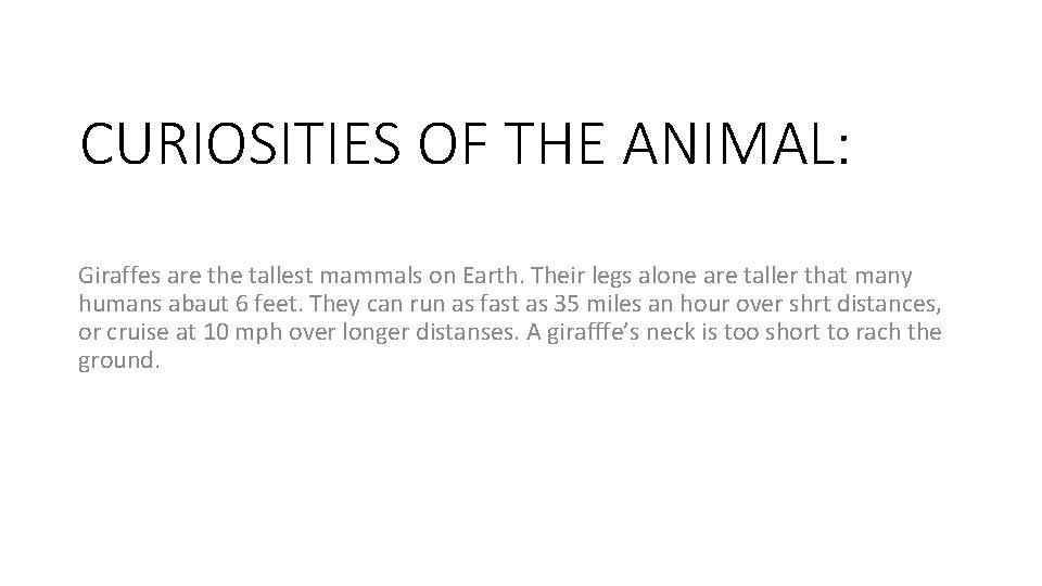 CURIOSITIES OF THE ANIMAL: Giraffes are the tallest mammals on Earth. Their legs alone