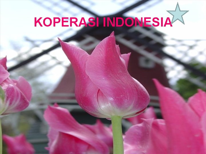 KOPERASI INDONESIA 