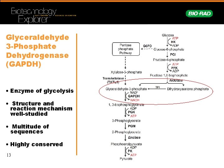 Why use GAPDH? Glyceraldehyde 3 -Phosphate Dehydrogenase (GAPDH) • Enzyme of glycolysis • Structure