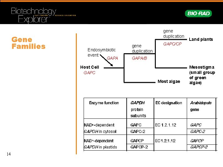 Gene Families gene duplication Endosymbiotic event GAPA gene duplication GAPC/CP GAPA/B Host Cell GAPC