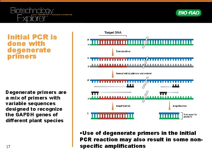 Initial PCR is done with degenerate primers Degenerate primers are a mix of primers