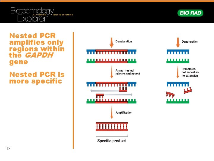 Nested PCR amplifies only regions within the GAPDH gene Nested PCR is more specific