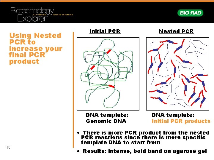 Using Nested PCR to increase your final PCR product Initial PCR DNA template: Genomic