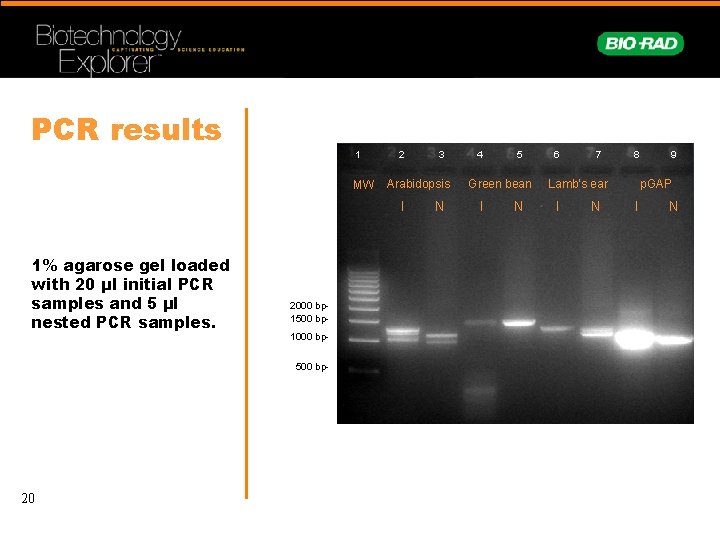 PCR results 1 MW 2 Arabidopsis I 1% agarose gel loaded with 20 µl