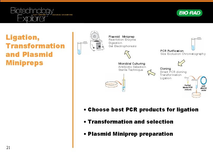 Ligation, Transformation and Plasmid Minipreps Plasmid Miniprep Restriction Enzyme Digestion Gel Electrophoresis PCR Purification