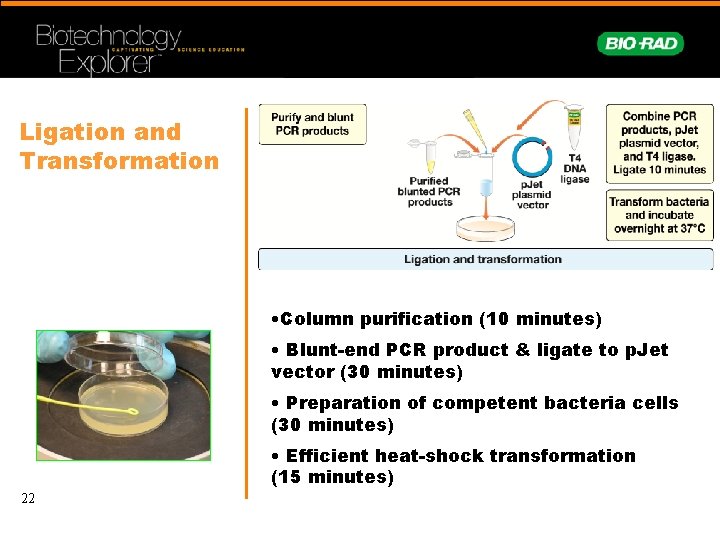 Ligation and Transformation • Column purification (10 minutes) • Blunt-end PCR product & ligate