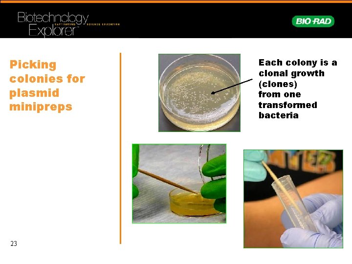 Picking colonies for plasmid minipreps 23 Each colony is a clonal growth (clones) from
