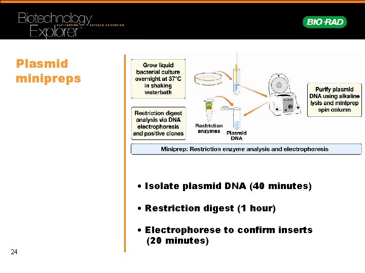 Plasmid minipreps • Isolate plasmid DNA (40 minutes) • Restriction digest (1 hour) •