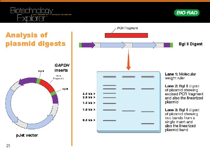 Analysis of plasmid digests Bgl II Digest GAPDH inserts 2. 5 kb > 2.