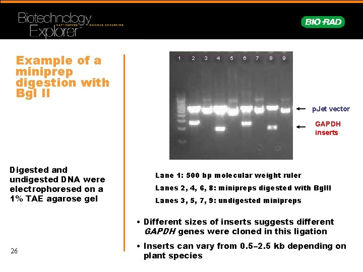 Example of a miniprep digestion with Bgl II 1 2 3 4 5 6