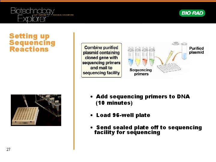 Setting up Sequencing Reactions • Add sequencing primers to DNA (10 minutes) • Load