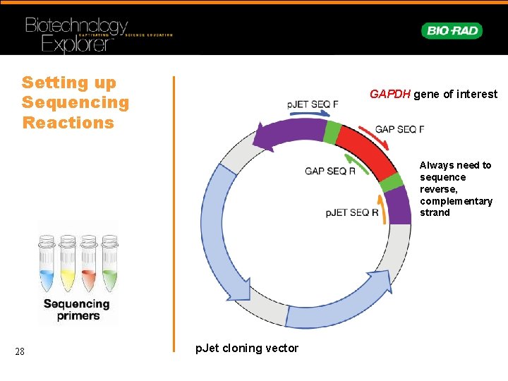Setting up Sequencing Reactions GAPDH gene of interest Always need to sequence reverse, complementary