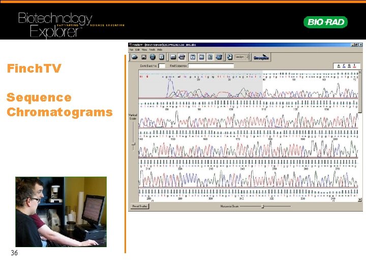 Finch. TV Sequence Chromatograms 36 