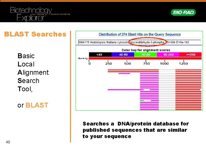 BLAST Searches Basic Local Alignment Search Tool, or BLAST Searches a DNA/protein database for