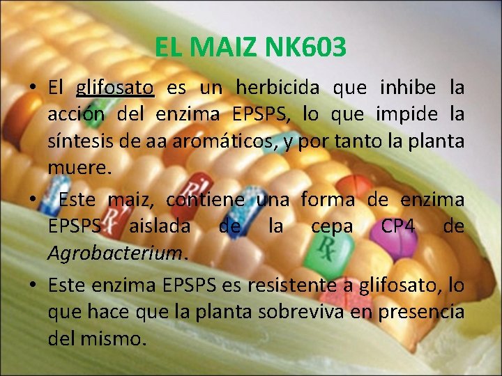 EL MAIZ NK 603 • El glifosato es un herbicida que inhibe la acción