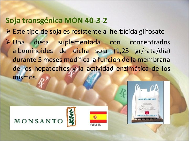 Soja transgénica MON 40 -3 -2 Ø Este tipo de soja es resistente al